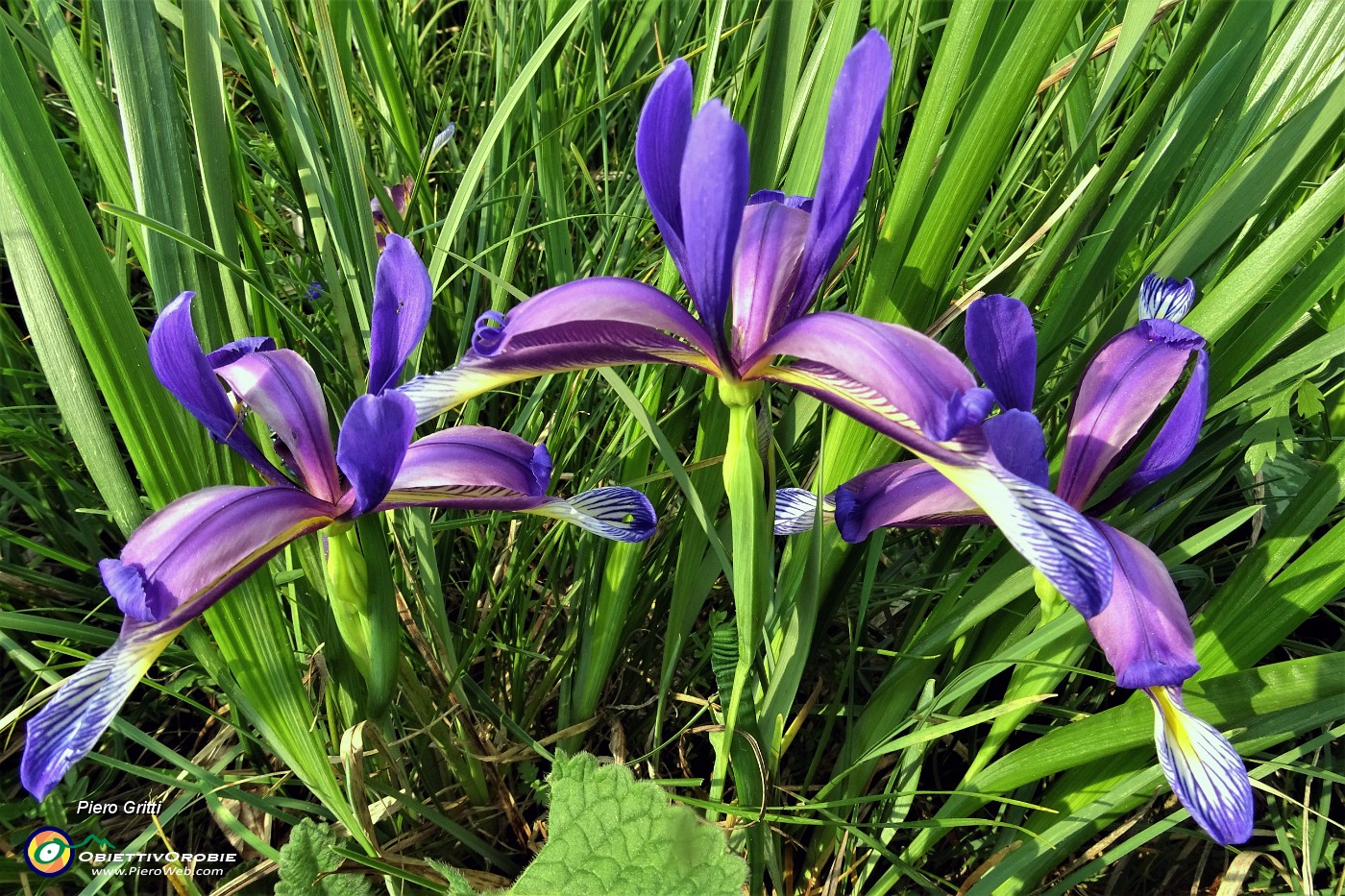 87  Iris (Iris versicolor) sul sent. 531 rientrando a Salmezza.JPG -                                